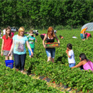 BK_Erdbeerpflu__ckfeld Meiningen 2014 3.JPG