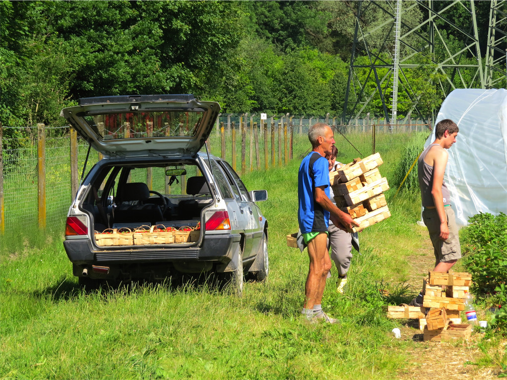 BK_Erdbeerpflu__ckfeld Meiningen 2014 10.JPG