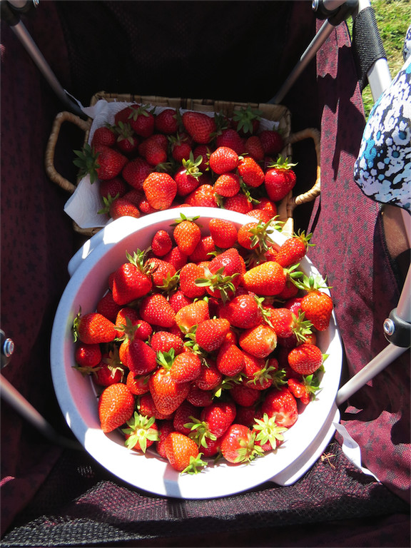 BK_Erdbeerpflu__ckfeld Meiningen 2014 17.jpg