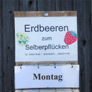 BK_Erdbeerpflu__ckfeld Meiningen 2014 20.jpg