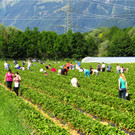 BK_Erdbeerpflu__ckfeld Meiningen 2014.JPG