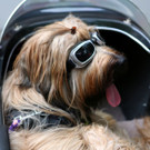 14062014harleyde05012aktivnews__590__24_.jpg