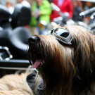 14062014harleyde05012aktivnews__590__26_.jpg