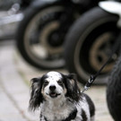 14062014harleyde05012aktivnews__590__77_.jpg