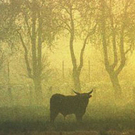 stier.jpg