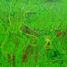 17 Paradies_-gaertlein_ im Fadenkreuz 2013 MM 50x50.jpeg