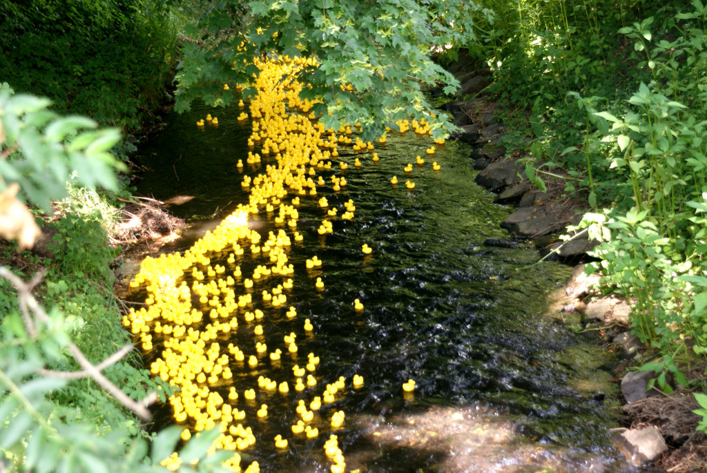 # Titelbild _085_ Die Enten haben sich auf den Weg gemacht.JPG