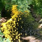 # Titelbild _085_ Die Enten haben sich auf den Weg gemacht.JPG