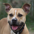 Kronus: Freundlicher Rüde hätte gern ein schönes Daheim