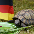 Die Orakel zur Fußball-WM 2014