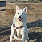 Gini: Hübsche Spitz-Hündin sucht ruhigen Einzelplatz