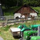 k-Zulipf-Satteinser Gulm _160__JPG-1403121368.jpg