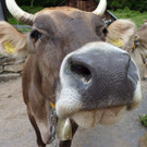 k-Zulipf-Satteinser Gulm _166__JPG-1403121378.jpg