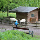 KOE_Wildpark Barokesel 3.jpg