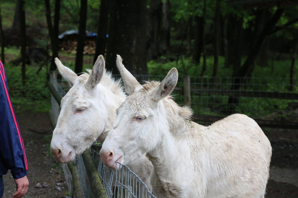 KOE_Wildpark Barokesel 6.jpg