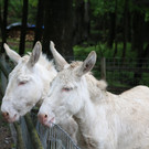 KOE_Wildpark Barokesel 6.jpg