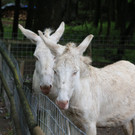 KOE_Wildpark Barokesel 7.jpg