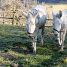 KOE_Wildpark Barokesel 10.jpg