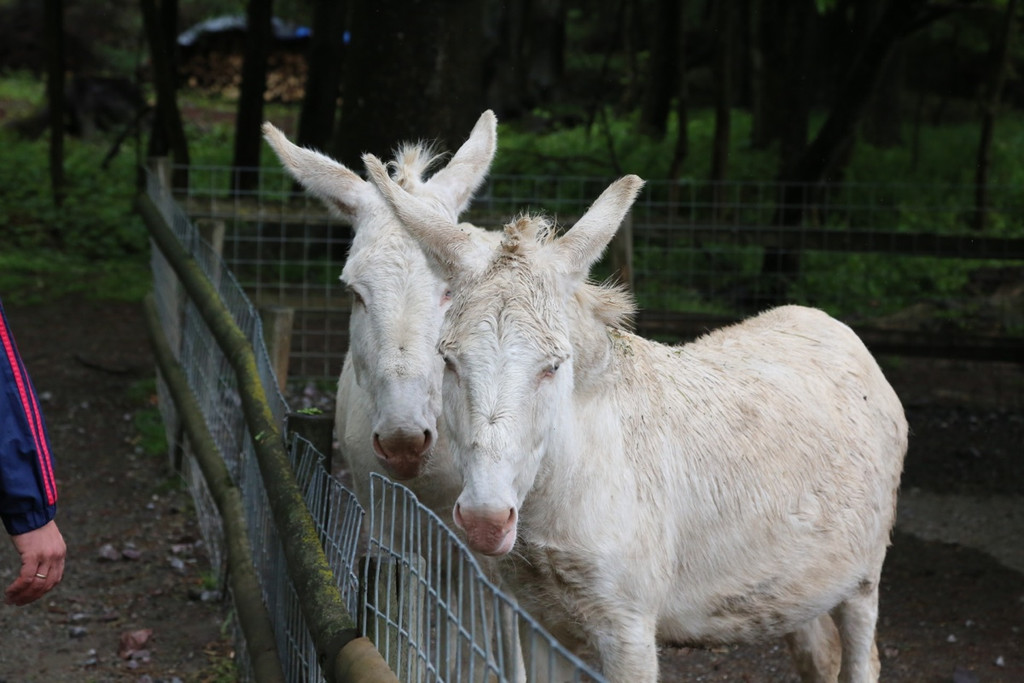 KOE_Wildpark Barokesel 7.jpg