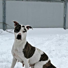 Soi: Wasserratte wünscht sich ein richtiges Daheim