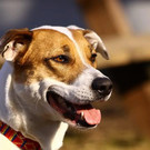 Shana: Schlaue Hündin hätte gern einen Einzelplatz