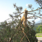 Unfall Walgauautobahn29.jpg