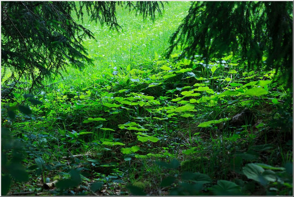 nied 024.jpg
