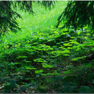 nied 024 _1_.jpg