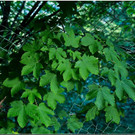 nied 042 _1_.jpg