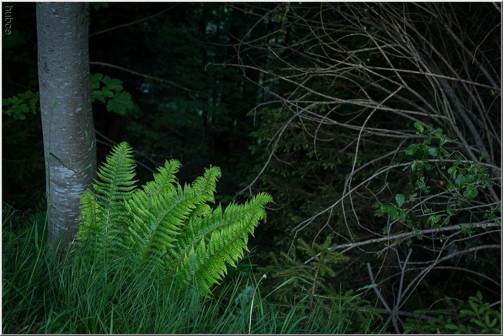 nied 043 _1_.jpg