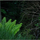 nied 043 _1_.jpg