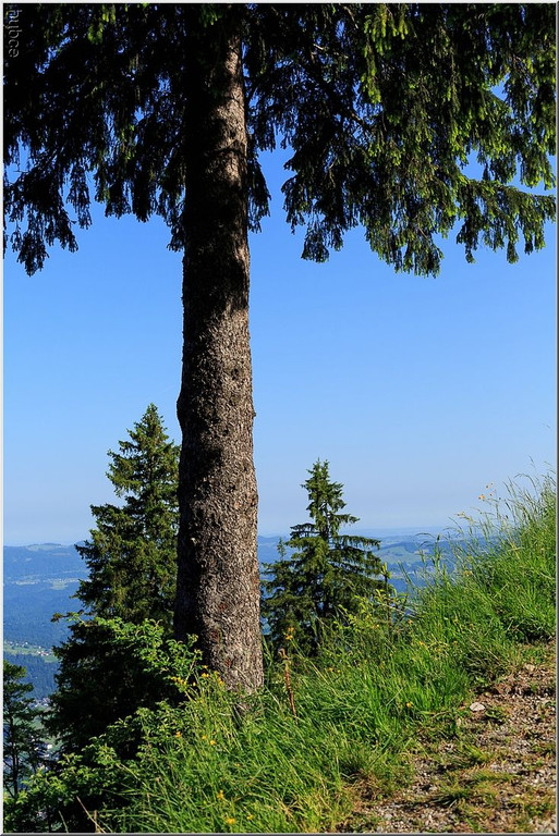 nied 051 _1_.jpg