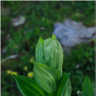 nied 084 _1_.jpg