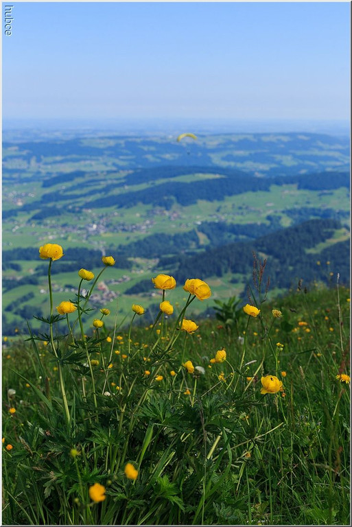 nied 093 _1_.jpg