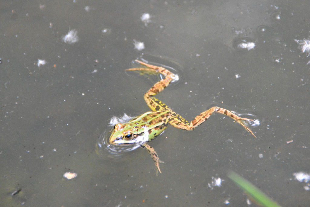 frosch.jpg