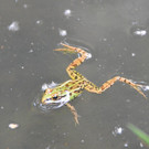frosch.jpg