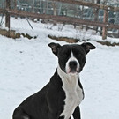 Tina: Freundliche brave Hündin auf der Suche nach Daheim