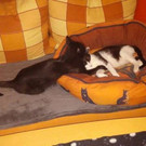 Pointy: Lustiger verspielter Schmusekater sucht feines Daheim