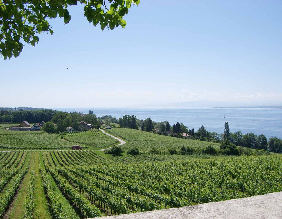 wandern12Weinberge-Hagnau-Meersbg.jpg