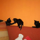 vanessa jack blair1.jpeg