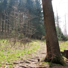 KOE-Kirschenbl__te 5_jpg-1271954726