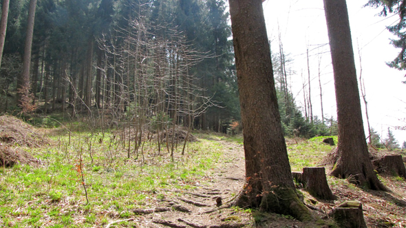 KOE-Kirschenbl__te 5_jpg-1271954726
