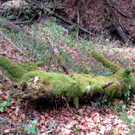 KOE-Kirschenbl__te 7_jpg-1271954803