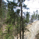 KOE-Kirschenbl__te 10_jpg-1271954904
