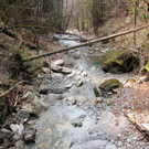 KOE-Kirschenbl__te 11_jpg-1271954944