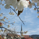 KOE-Kirschenbl__te 12_jpg-1271954967