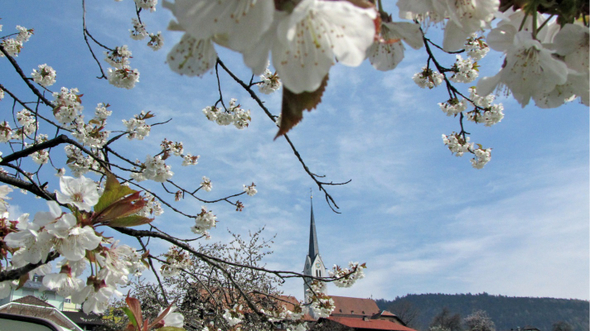 KOE-Kirschenbl__te 12_jpg-1271954967