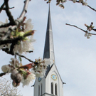 KOE-Kirschenbl__te 13_jpg-1271954978