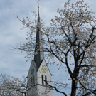 KOE-Kirschenbl__te 14_jpg-1271955004