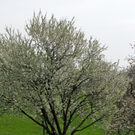 KOE-Kirschenbl__te 19_jpg-1271955113